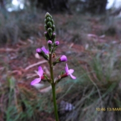 Stylidium sp. (Trigger Plant) at Mongarlowe, NSW - 13 Mar 2019 by AndyRussell