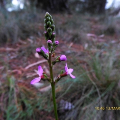 Stylidium (genus) (Trigger Plant) at Mongarlowe, NSW - 13 Mar 2019 by AndyRussell