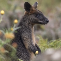 Wallabia bicolor at Acton, ACT - 29 Mar 2019