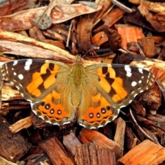 Vanessa kershawi (Australian Painted Lady) at Acton, ACT - 29 Mar 2019 by RodDeb