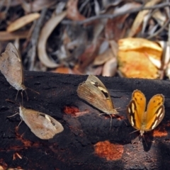 Heteronympha merope (Common Brown Butterfly) at ANBG - 29 Mar 2019 by RodDeb