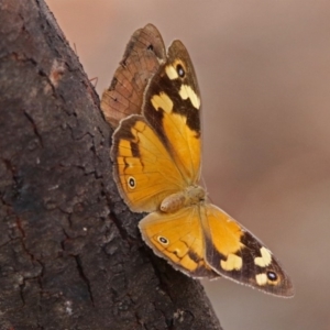 Heteronympha merope at Acton, ACT - 29 Mar 2019 02:33 PM