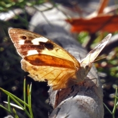 Heteronympha merope at Acton, ACT - 29 Mar 2019