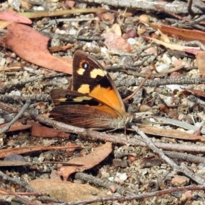 Heteronympha merope at Acton, ACT - 29 Mar 2019 02:33 PM