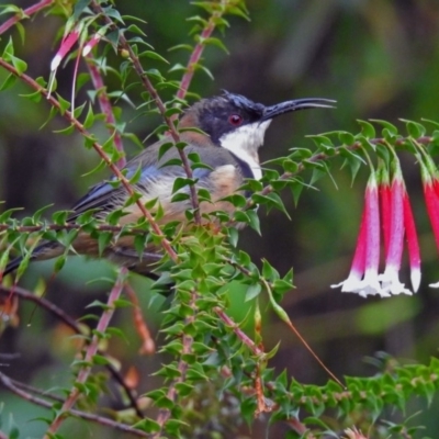 Acanthorhynchus tenuirostris (Eastern Spinebill) at ANBG - 29 Mar 2019 by RodDeb