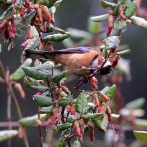 Acanthorhynchus tenuirostris at Acton, ACT - 29 Mar 2019