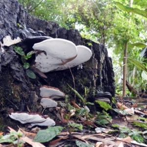 Ganoderma at Acton, ACT - 29 Mar 2019