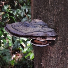 Ganoderma at Acton, ACT - 29 Mar 2019 01:43 PM