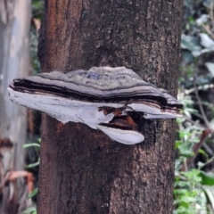 Ganoderma at Acton, ACT - 29 Mar 2019 01:43 PM