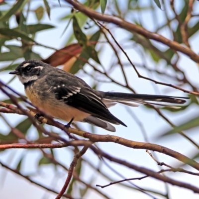 Rhipidura albiscapa (Grey Fantail) at Acton, ACT - 29 Mar 2019 by RodDeb