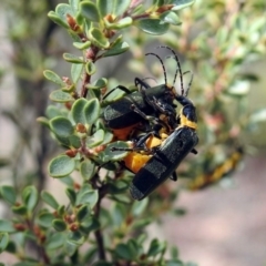 Chauliognathus lugubris (Plague Soldier Beetle) at ANBG - 29 Mar 2019 by RodDeb