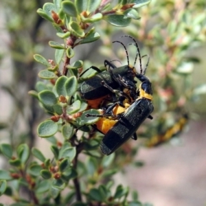 Chauliognathus lugubris at Acton, ACT - 29 Mar 2019