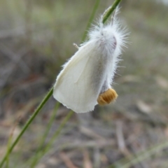 Acyphas semiochrea (Omnivorous Tussock Moth) at QPRC LGA - 13 Mar 2019 by AndyRussell