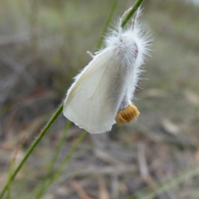 Acyphas semiochrea (Omnivorous Tussock Moth) at Mongarlowe, NSW - 13 Mar 2019 by AndyRussell