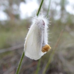 Acyphas semiochrea at Mongarlowe, NSW - 13 Mar 2019 11:02 AM