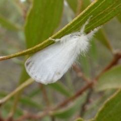 Acyphas semiochrea at Mongarlowe, NSW - 13 Mar 2019