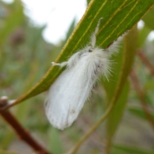 Acyphas semiochrea at Mongarlowe, NSW - 13 Mar 2019 11:02 AM