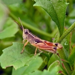 Phaulacridium vittatum (Wingless Grasshopper) at ANBG - 29 Mar 2019 by RodDeb