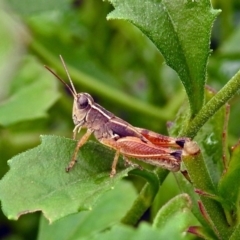 Phaulacridium vittatum (Wingless Grasshopper) at Acton, ACT - 29 Mar 2019 by RodDeb