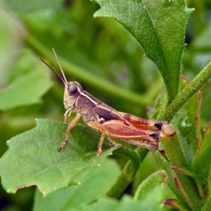 Phaulacridium vittatum at Acton, ACT - 29 Mar 2019 01:01 PM