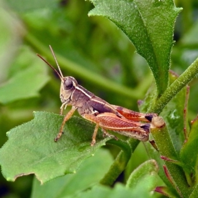 Phaulacridium vittatum (Wingless Grasshopper) at ANBG - 29 Mar 2019 by RodDeb