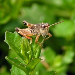 Phaulacridium vittatum at Acton, ACT - 29 Mar 2019 01:01 PM