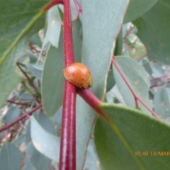 Paropsisterna cloelia (Eucalyptus variegated beetle) at Mongarlowe, NSW - 13 Mar 2019 by AndyRussell