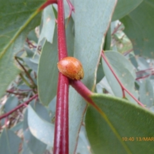 Paropsisterna cloelia at Mongarlowe, NSW - 13 Mar 2019