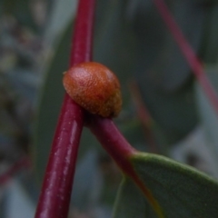 Paropsisterna cloelia at Mongarlowe, NSW - 13 Mar 2019
