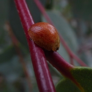 Paropsisterna cloelia at Mongarlowe, NSW - 13 Mar 2019