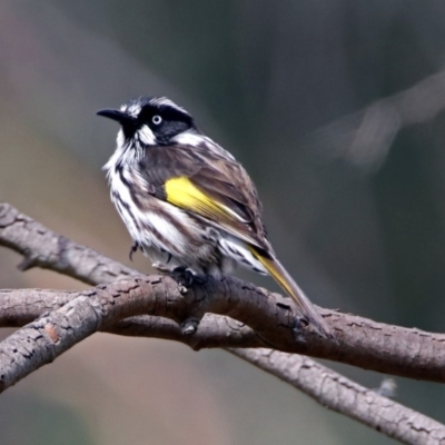 Phylidonyris novaehollandiae (New Holland Honeyeater) at ANBG - 29 Mar 2019 by RodDeb