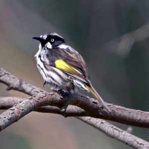 Phylidonyris novaehollandiae at Acton, ACT - 29 Mar 2019