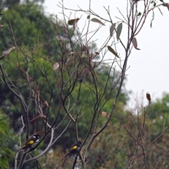 Phylidonyris novaehollandiae at Acton, ACT - 29 Mar 2019