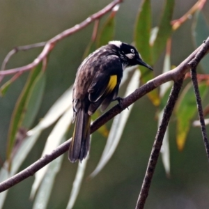 Phylidonyris novaehollandiae at Acton, ACT - 29 Mar 2019