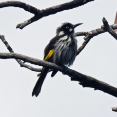 Phylidonyris novaehollandiae at Acton, ACT - 29 Mar 2019