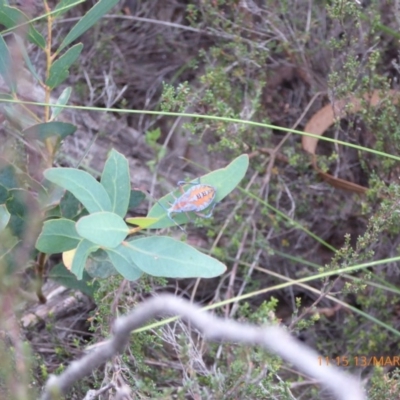 Amorbus sp. (genus) (Eucalyptus Tip bug) at Mongarlowe River - 13 Mar 2019 by AndyRussell