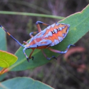 Amorbus sp. (genus) at Mongarlowe, NSW - 13 Mar 2019