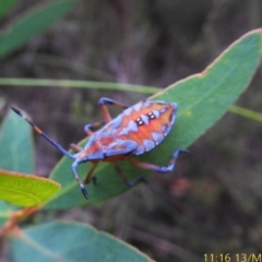 Amorbus sp. (genus) at Mongarlowe, NSW - 13 Mar 2019