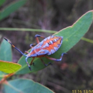 Amorbus sp. (genus) at Mongarlowe, NSW - 13 Mar 2019