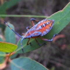 Amorbus sp. (genus) at Mongarlowe, NSW - 13 Mar 2019 11:15 AM