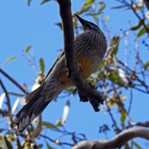 Anthochaera carunculata at Acton, ACT - 29 Mar 2019