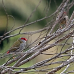 Neochmia temporalis (Red-browed Finch) at Acton, ACT - 29 Mar 2019 by RodDeb