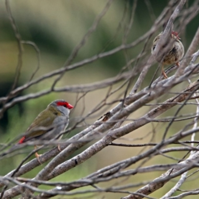 Neochmia temporalis (Red-browed Finch) at Acton, ACT - 29 Mar 2019 by RodDeb