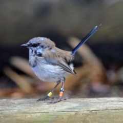 Malurus cyaneus (Superb Fairywren) at ANBG - 29 Mar 2019 by RodDeb