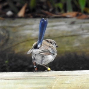 Malurus cyaneus at Acton, ACT - 29 Mar 2019