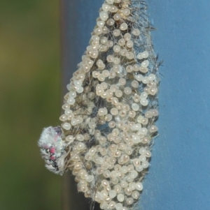 Anestia (genus) at Acton, ACT - 27 Mar 2019
