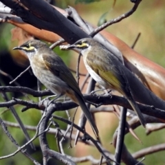 Caligavis chrysops (Yellow-faced Honeyeater) at ANBG - 29 Mar 2019 by RodDeb