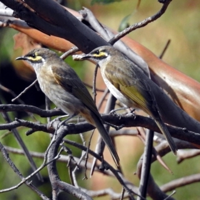 Caligavis chrysops (Yellow-faced Honeyeater) at Acton, ACT - 29 Mar 2019 by RodDeb