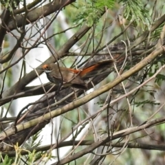 Rhipidura rufifrons (Rufous Fantail) at ANBG - 29 Mar 2019 by RodDeb