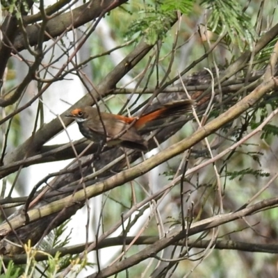 Rhipidura rufifrons (Rufous Fantail) at ANBG - 29 Mar 2019 by RodDeb